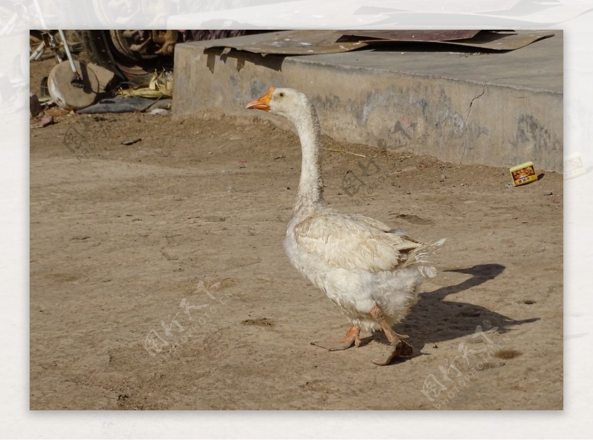 300,000+张最精彩的“白鸭”图片 · 100%免费下载 · Pexels素材图片