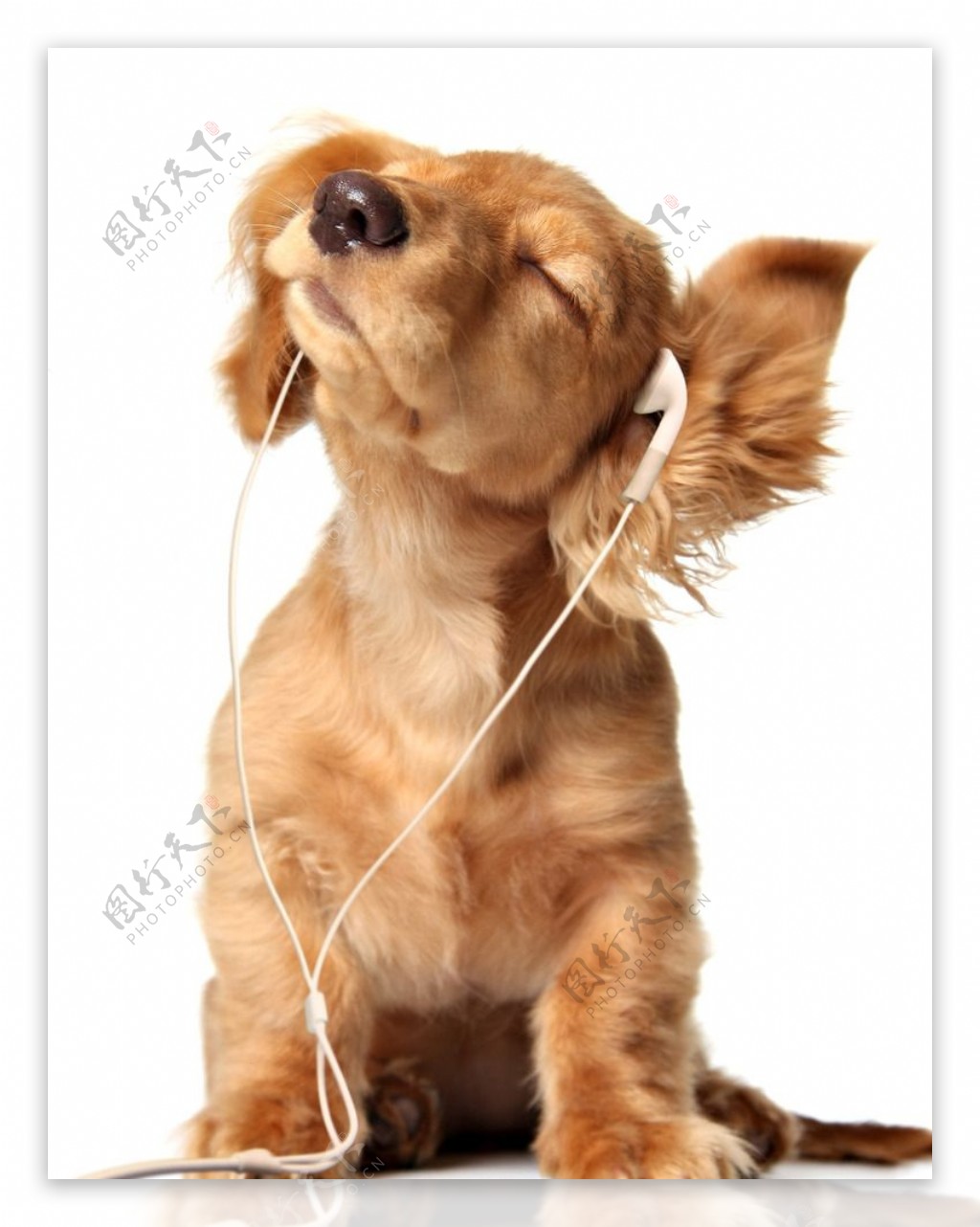 听音乐的狗