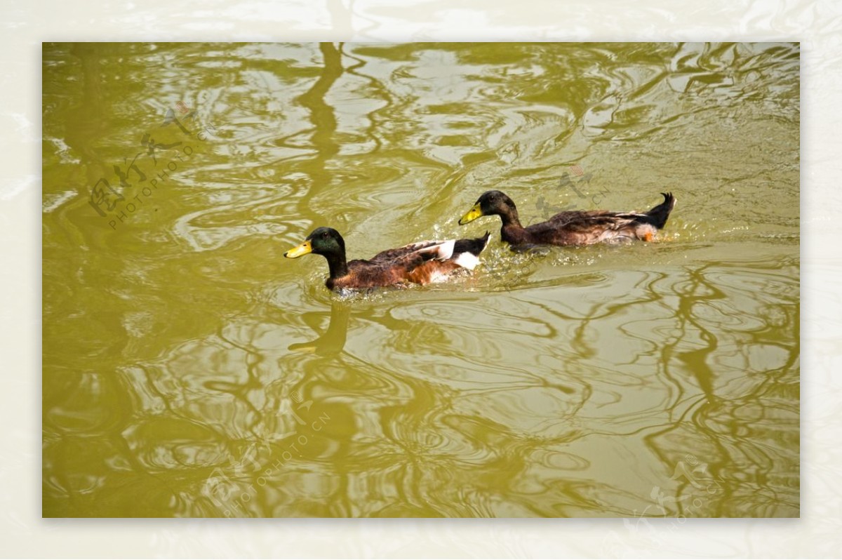 水中的两只野鸭