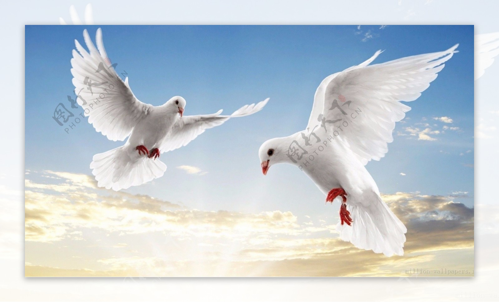 飞禽动物素材-飞翔的白鸽动态白鸽特写 - 高清图片，堆糖，美图壁纸兴趣社区