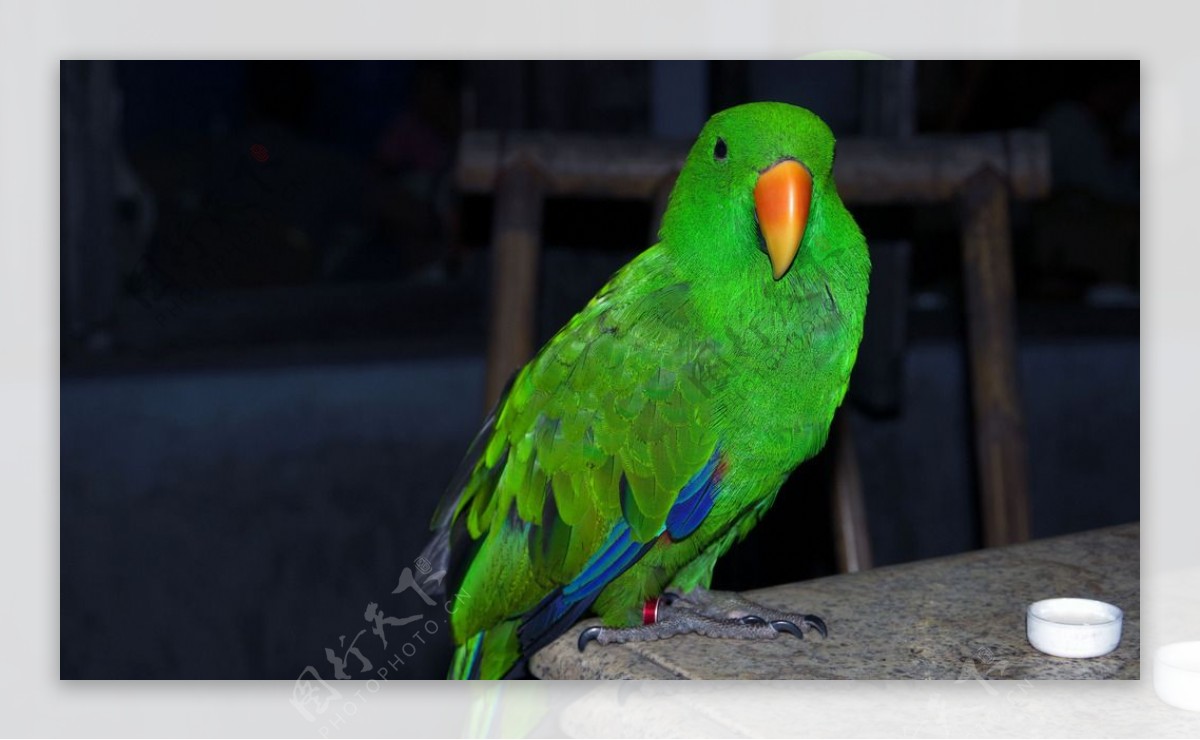 彩色鹦鹉绿鹦鹉