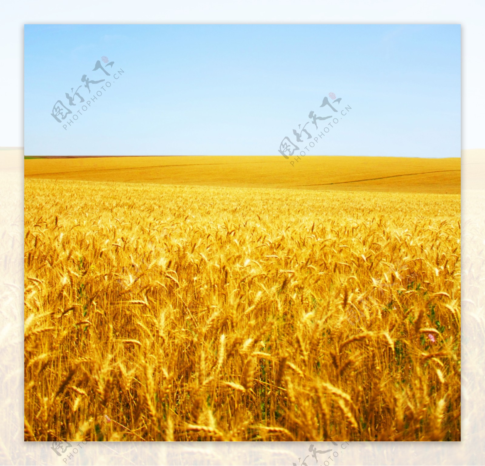 金黄的麦田