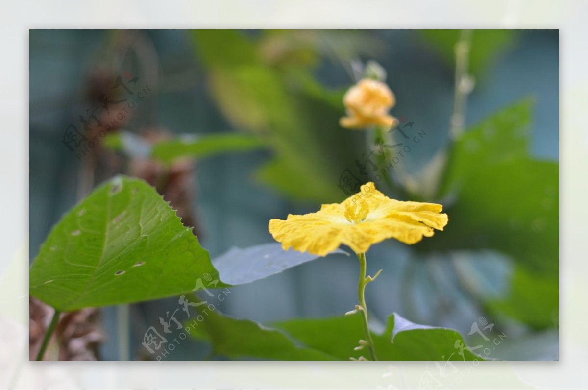 丝瓜花