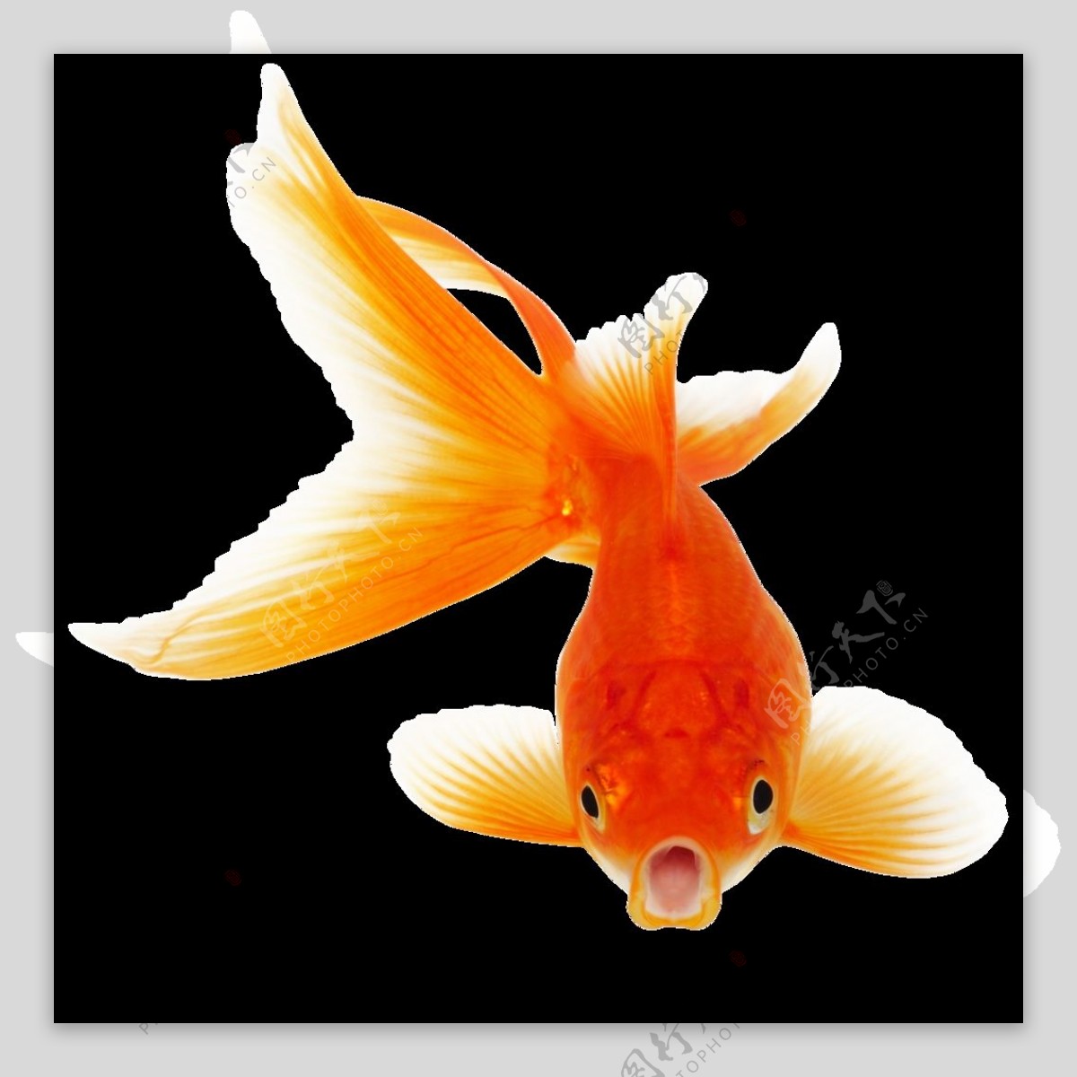 漂亮红色金鱼免抠png透明素材