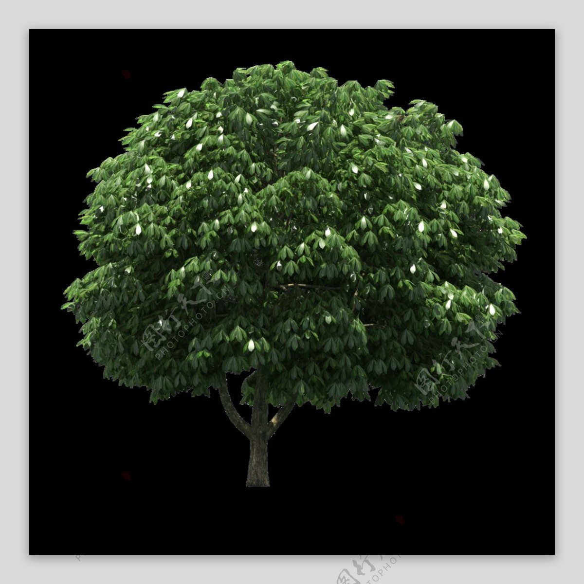 一棵绿树png元素素材