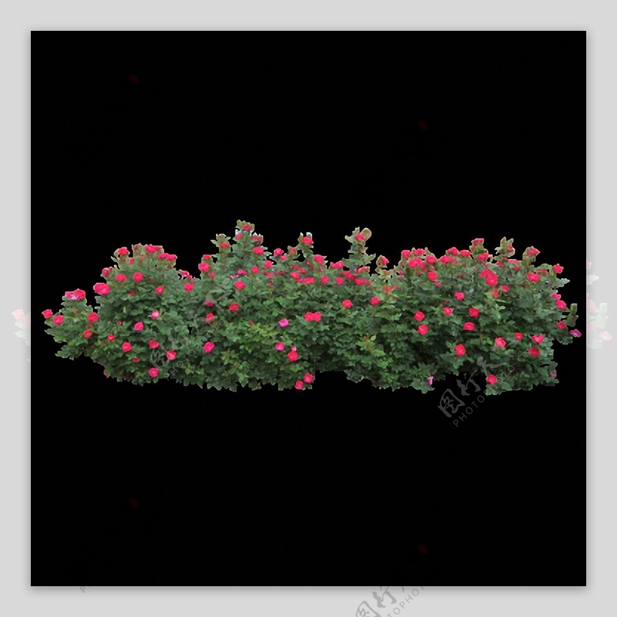 红花灌木丛免抠png透明图层素材