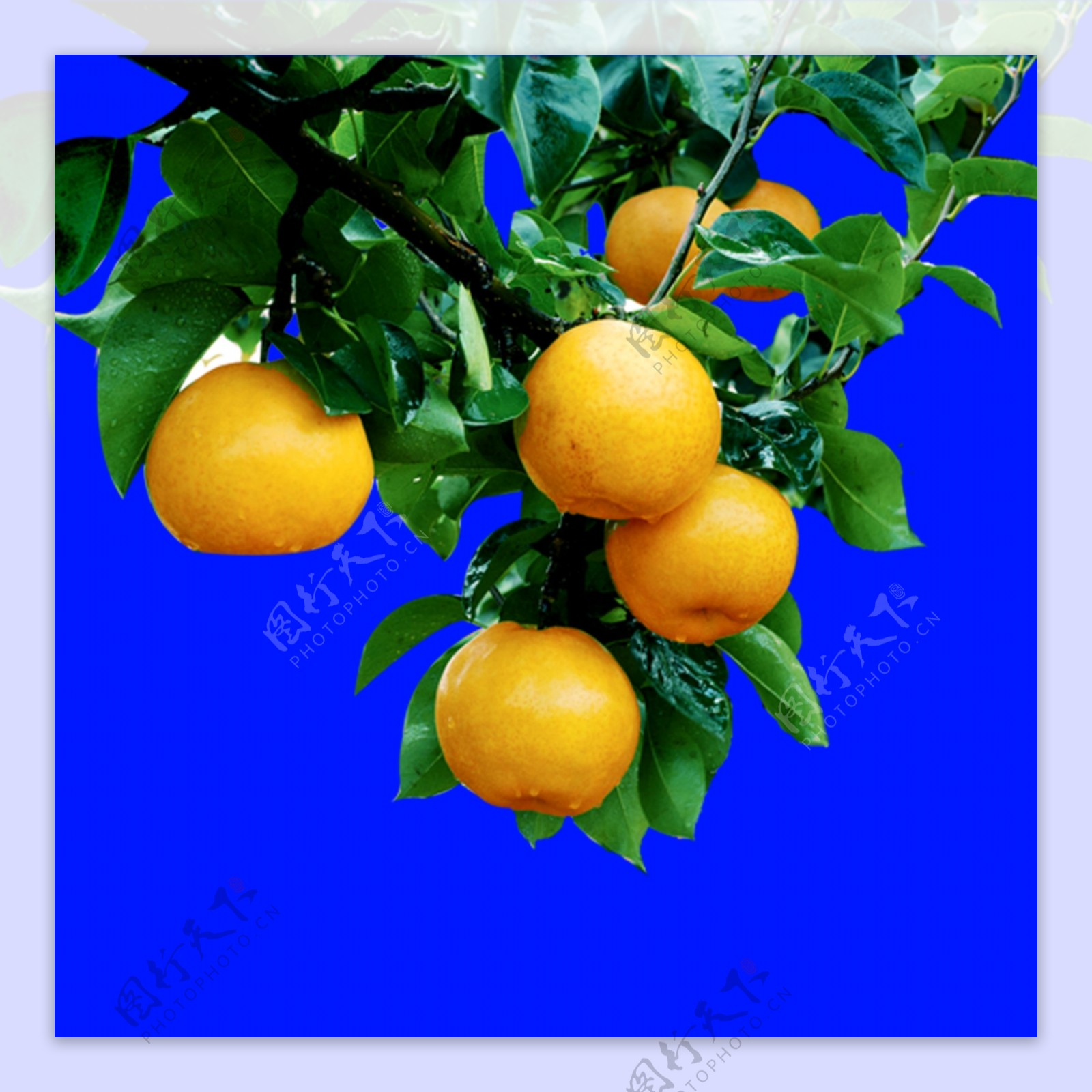 橘子丰收