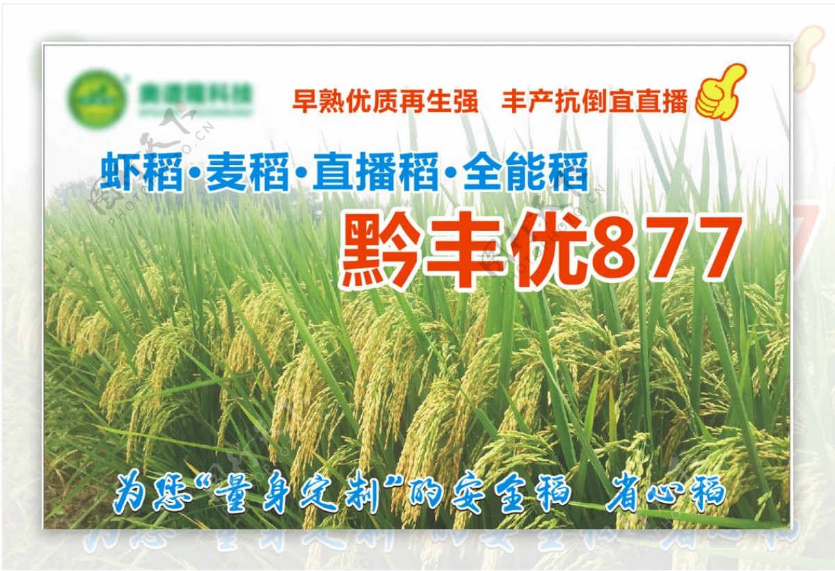 黔丰优877水稻