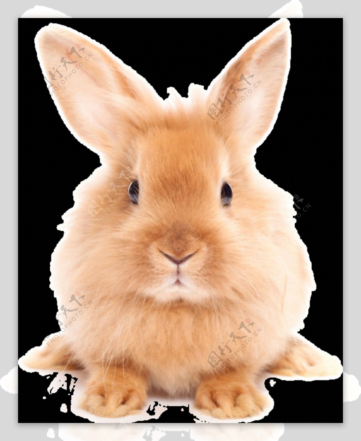 可爱棕色毛发的兔子免抠png透明素材