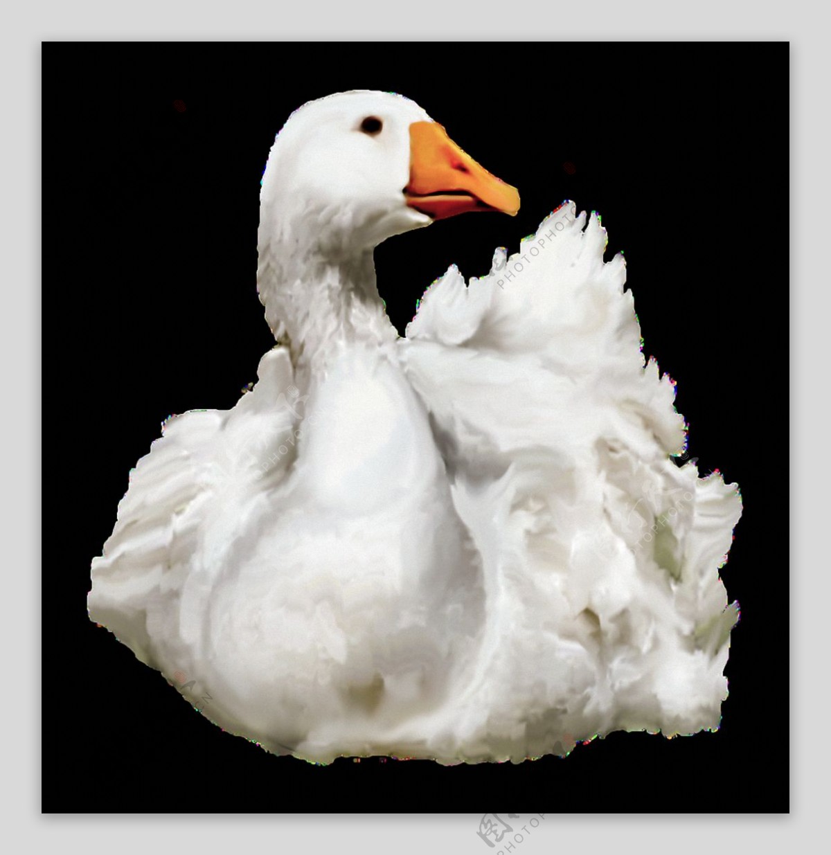 白色的鸭子免抠png透明素材