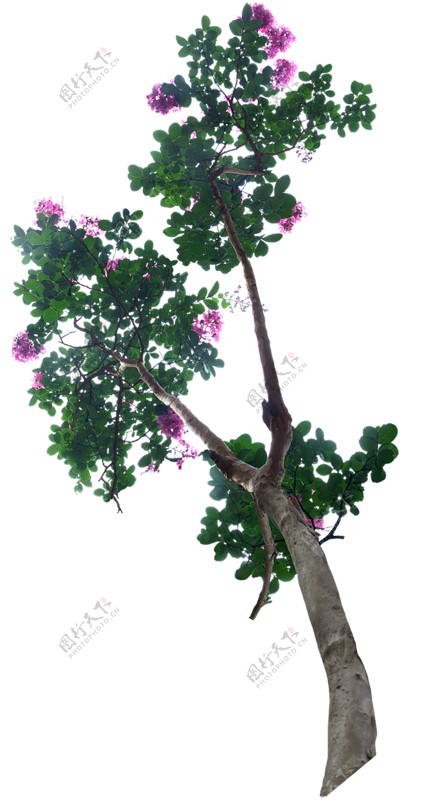 紫荆花树PNG元素