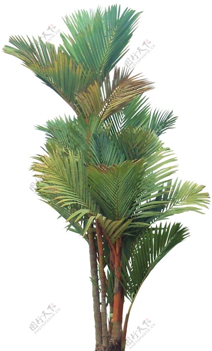 绿色高低棕榈树PNG素材