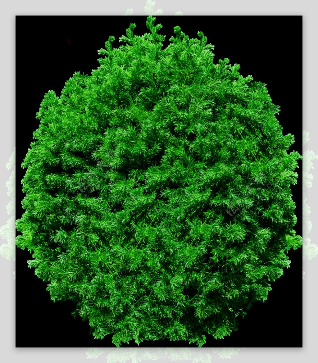 绿色枞树免抠png透明图层素材