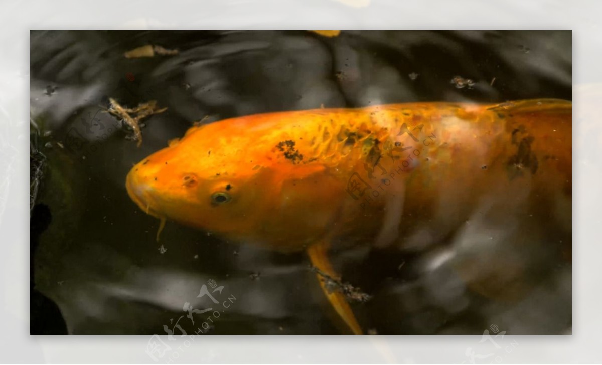 池塘里游动的金鱼动态高清视频