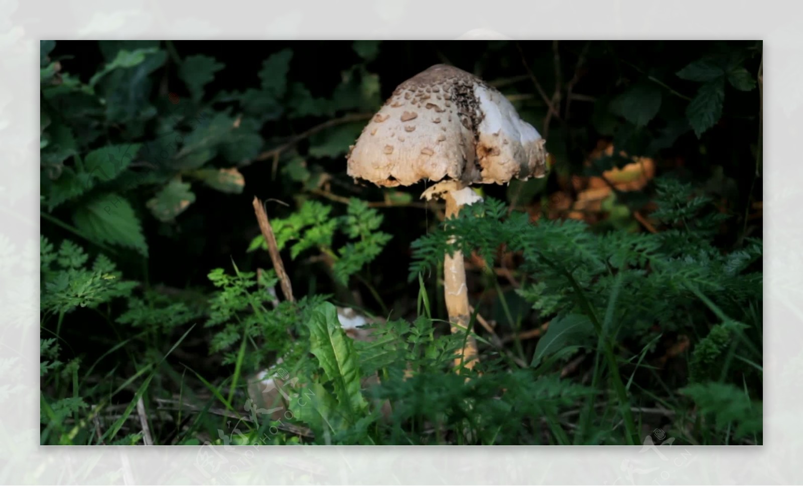 森林巨蘑菇