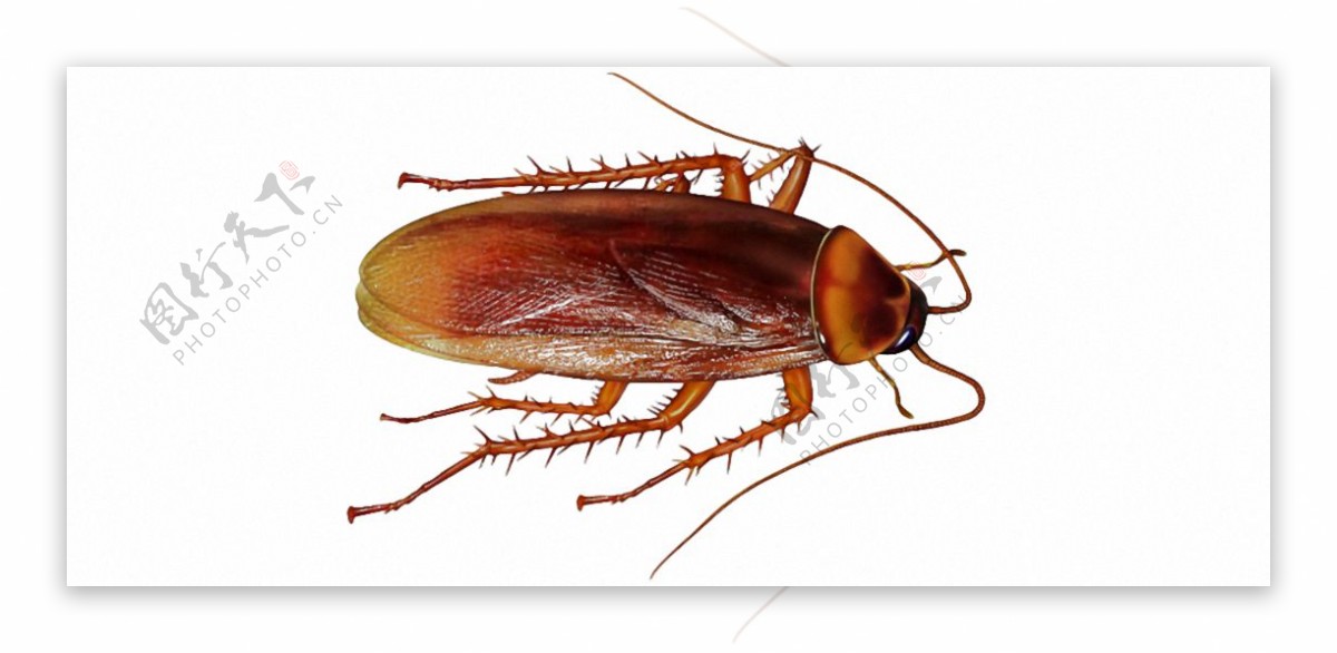 栗红色的蟑螂免抠png透明素材