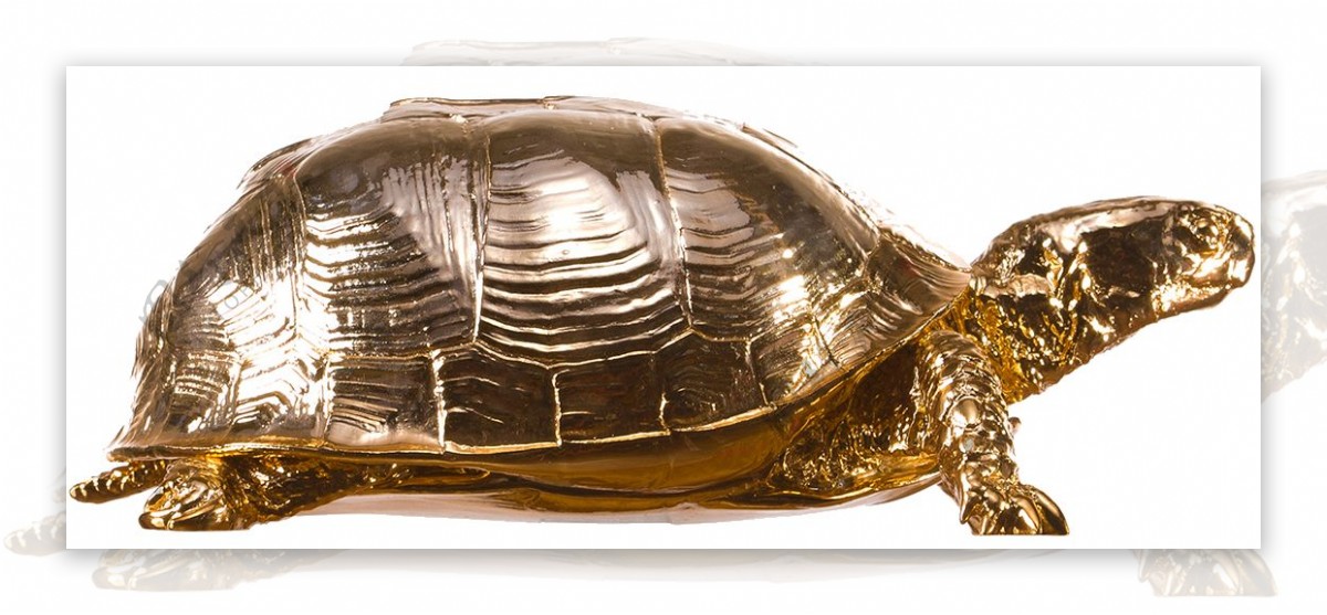 大乌龟侧面图免抠png透明素材