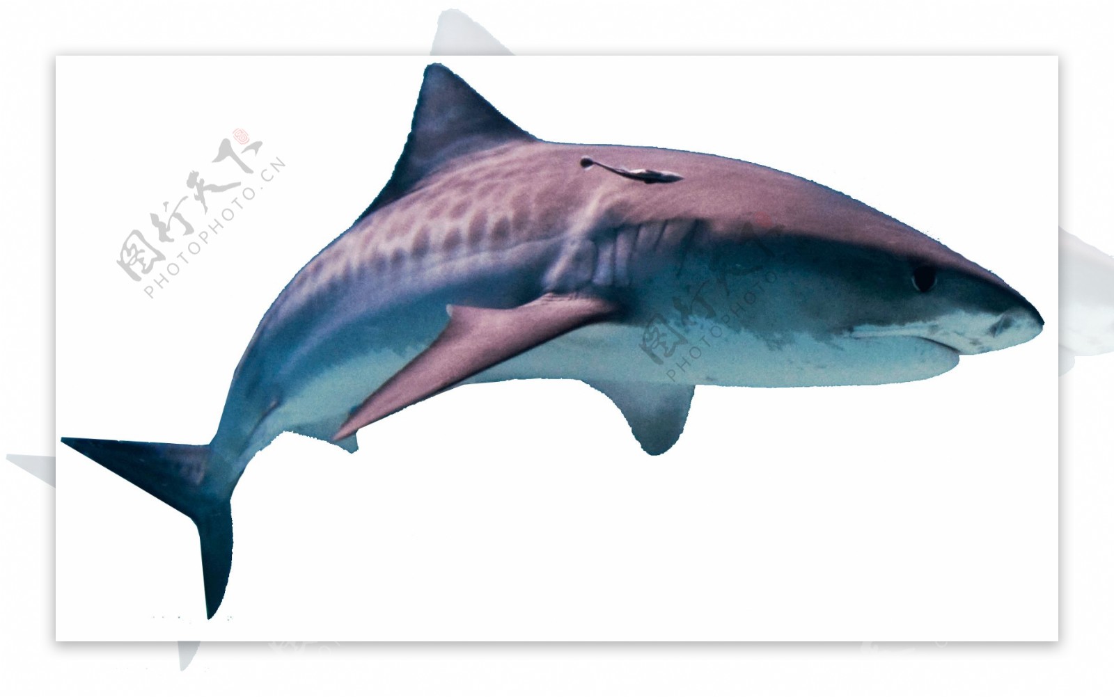 漂亮深蓝色鲨鱼免抠png透明素材