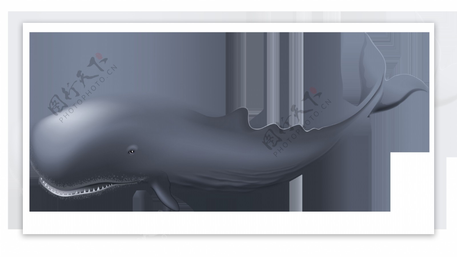 可爱圆头鲸鱼免抠png透明素材