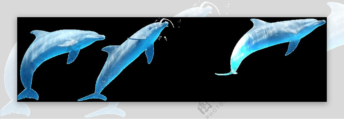 跳跃的海豚png元素素材