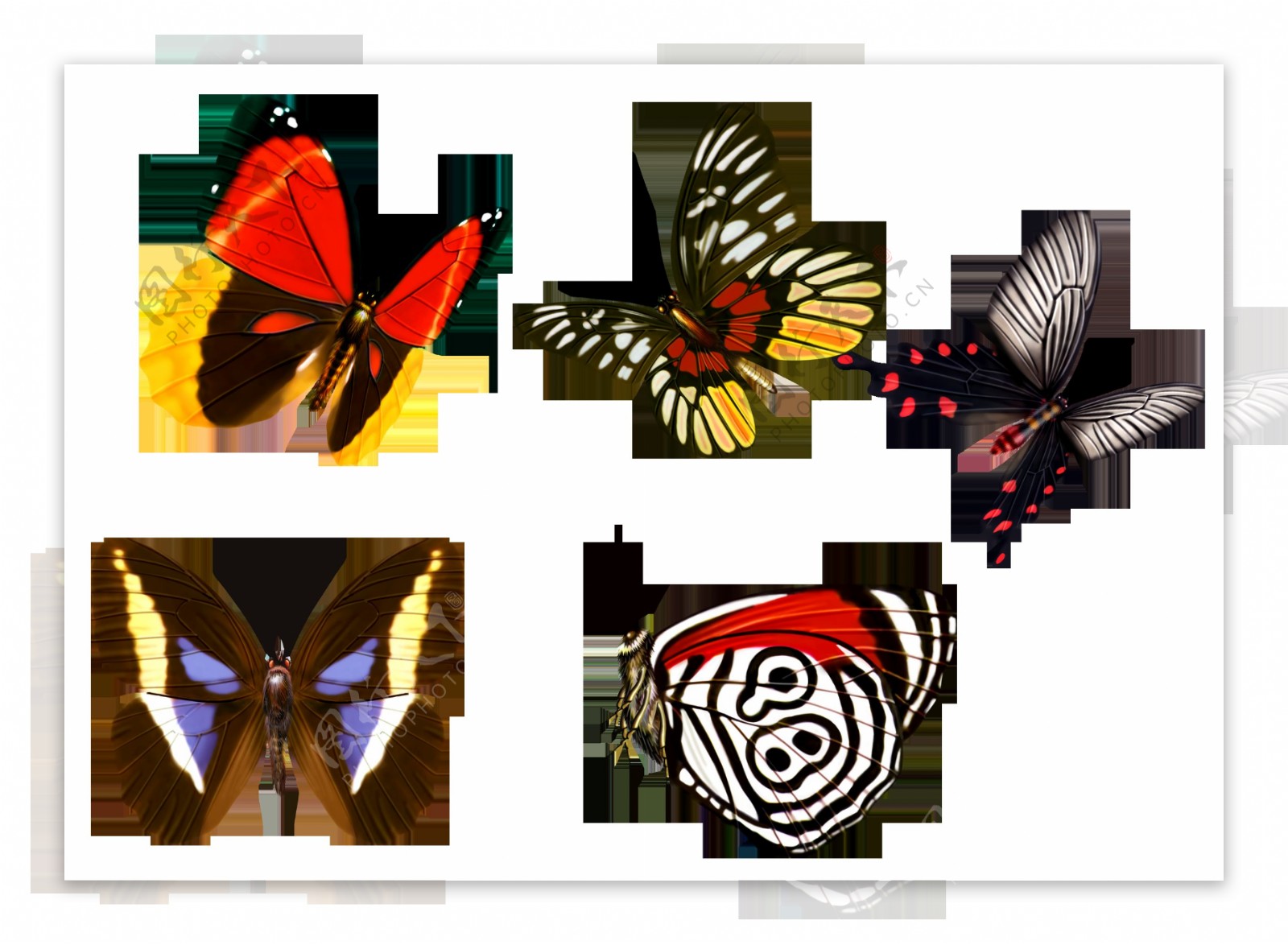 五种漂亮蝴蝶png元素素材