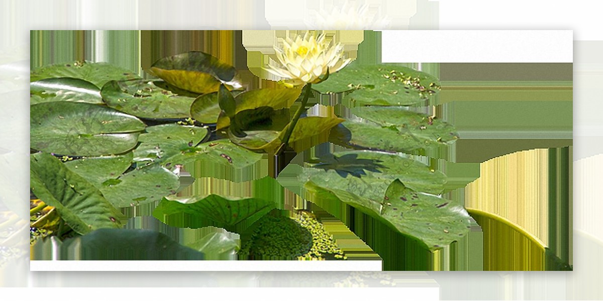 绿色睡莲叶子免抠png透明图层素材