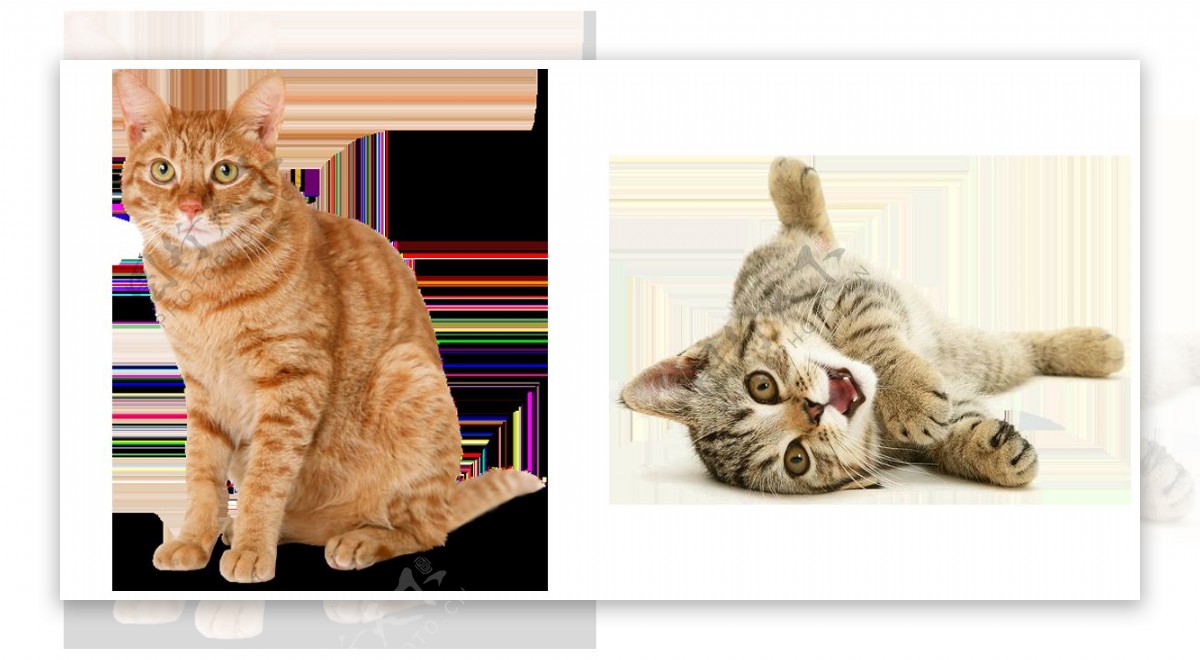可爱小猫咪卖萌图片免抠png透明图层素材