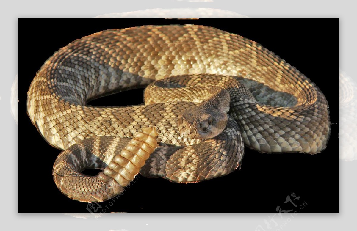 响尾蛇图片免抠png透明图层素材