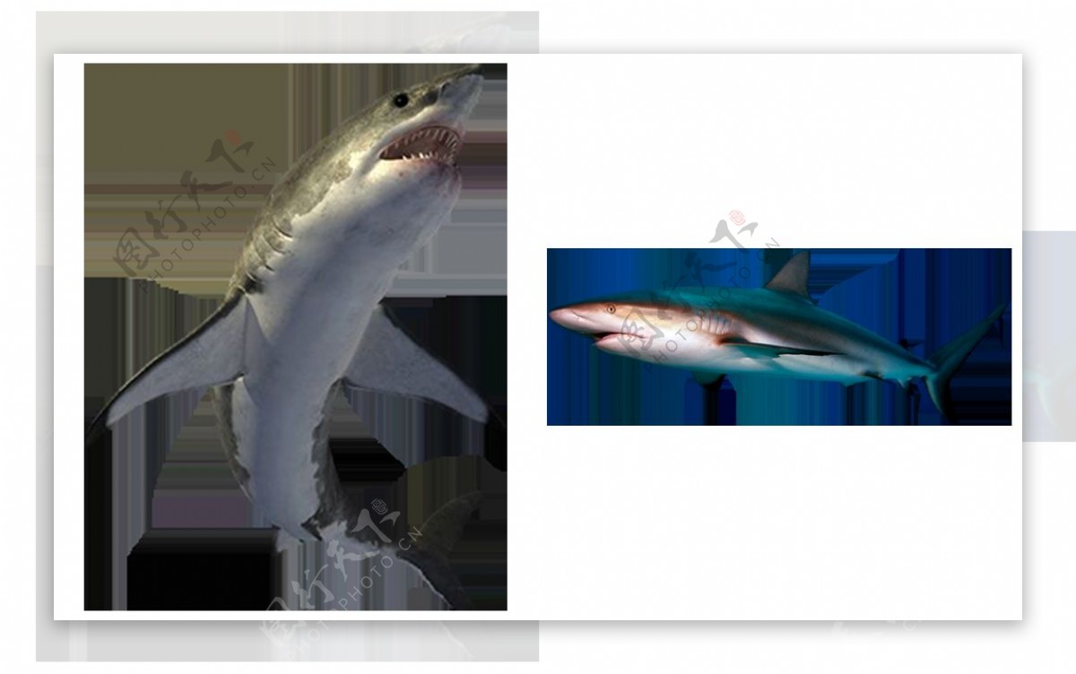 灰色鲨鱼免抠png透明图层素材
