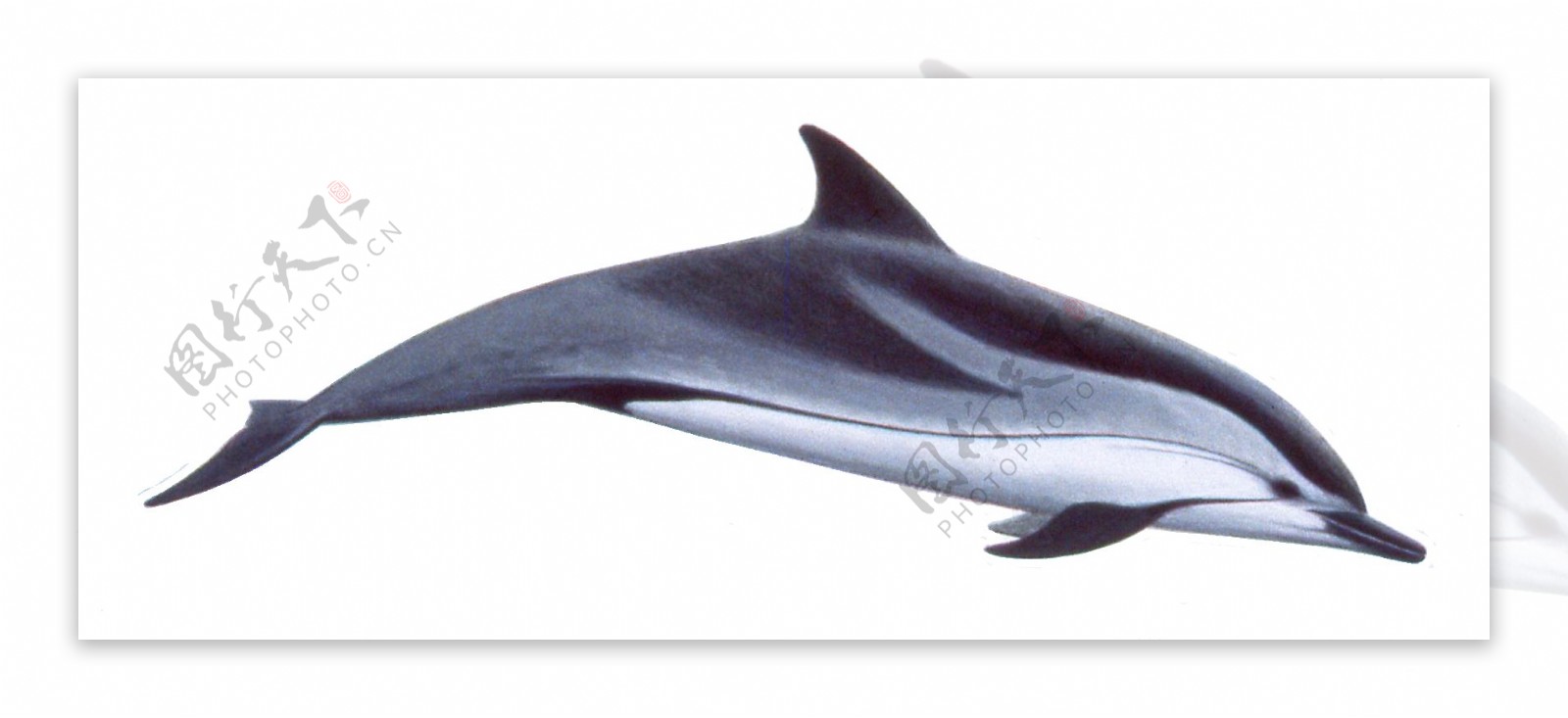 蓝色漂亮海豚免抠png透明图层素材