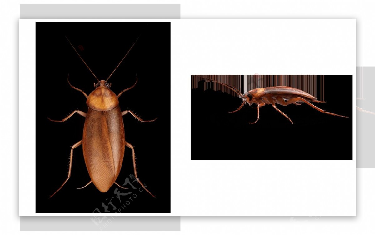 蟑螂高清图免抠png透明图层素材