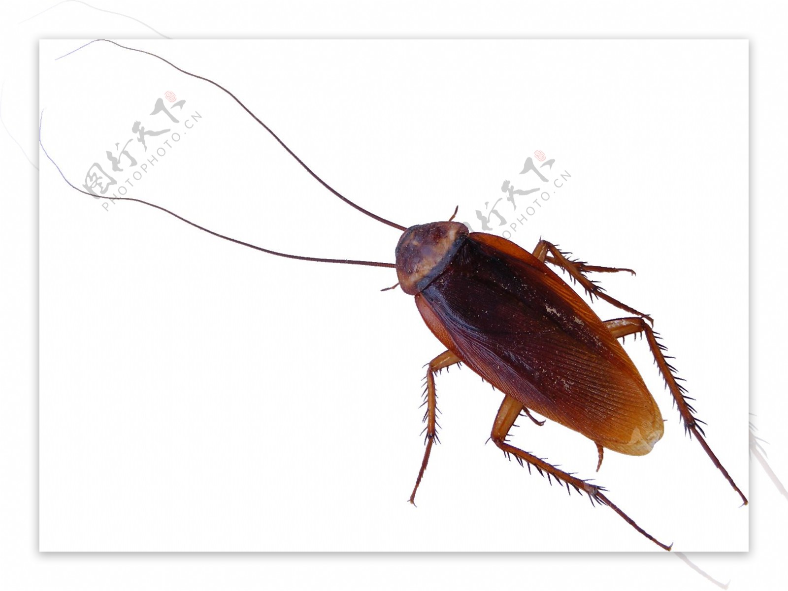 大蟑螂免抠png透明图层素材