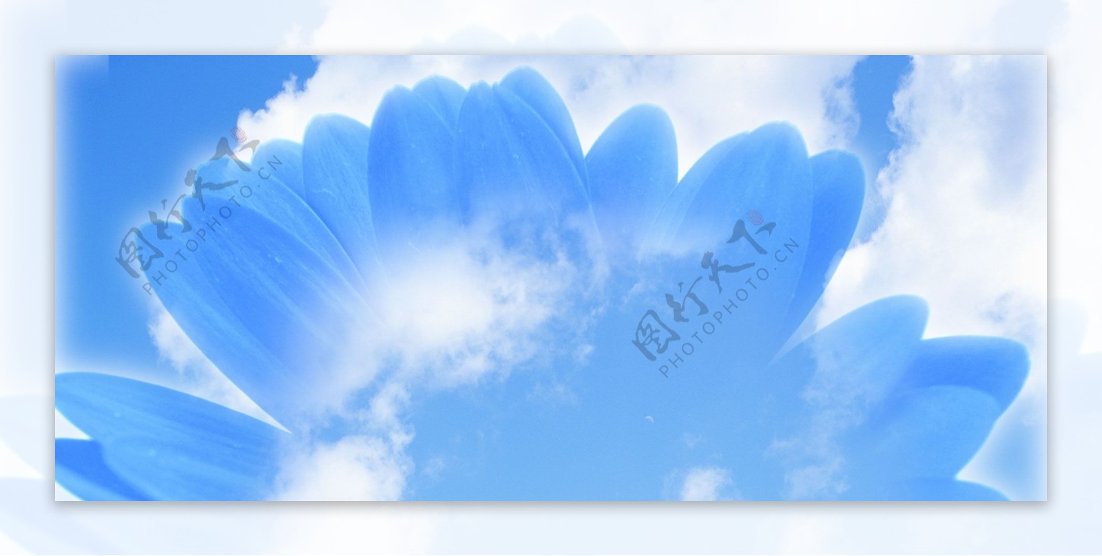 唯美蓝色花朵banner背景素材