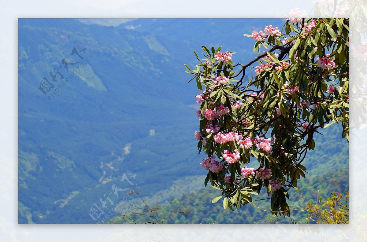 瓦屋山高山杜鹃