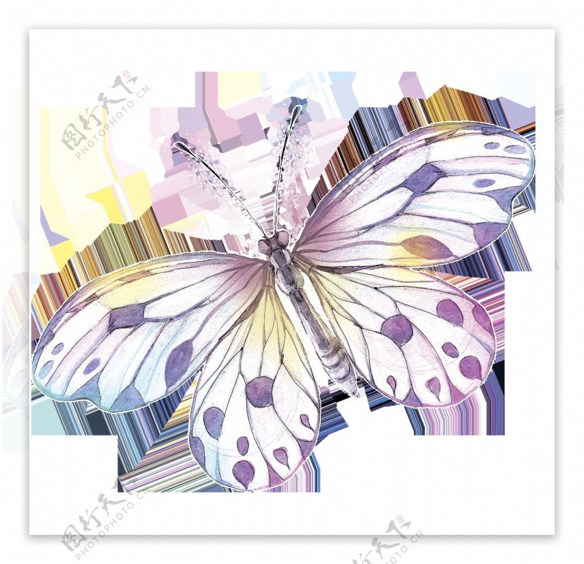 方斑蝴蝶卡通透明装饰素材