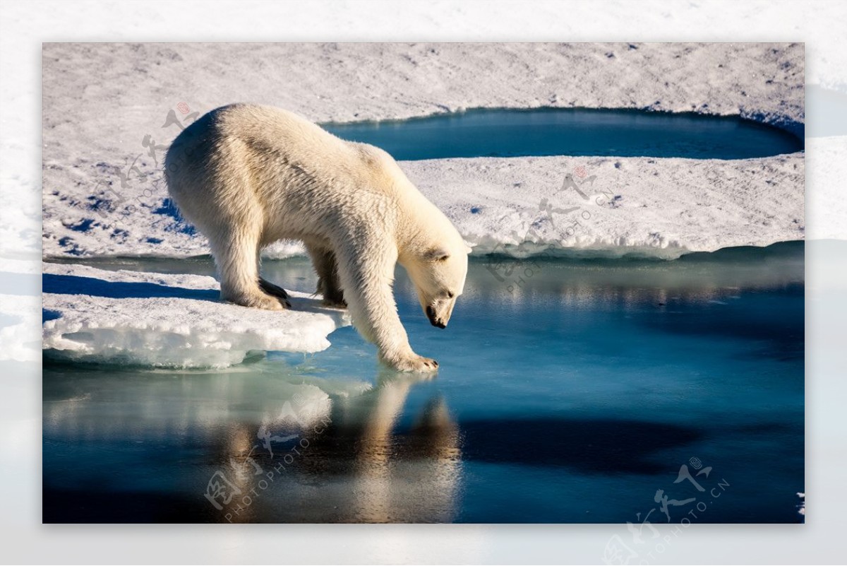 融化气温暖化北极熊