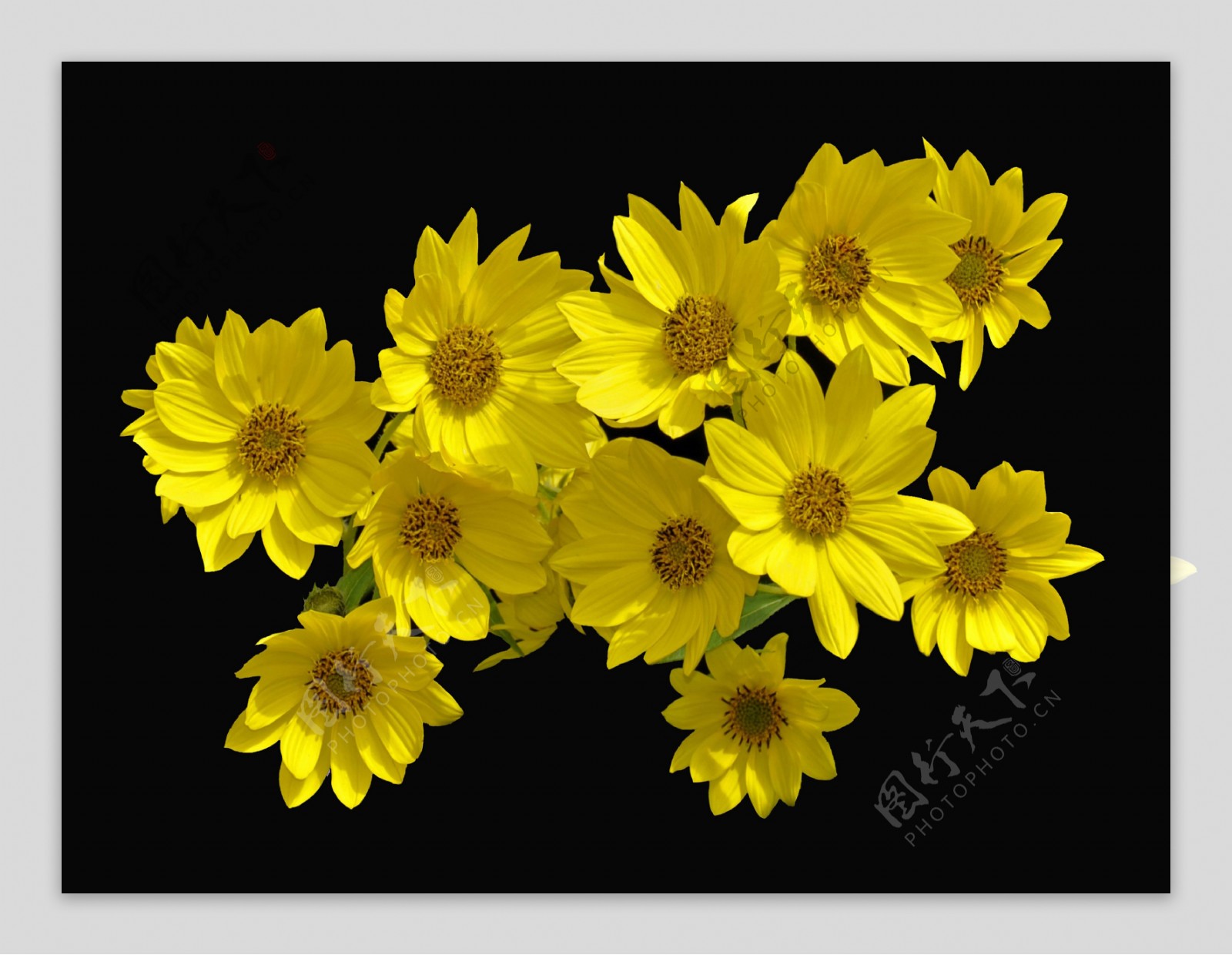 黄色花卉赛菊芋属