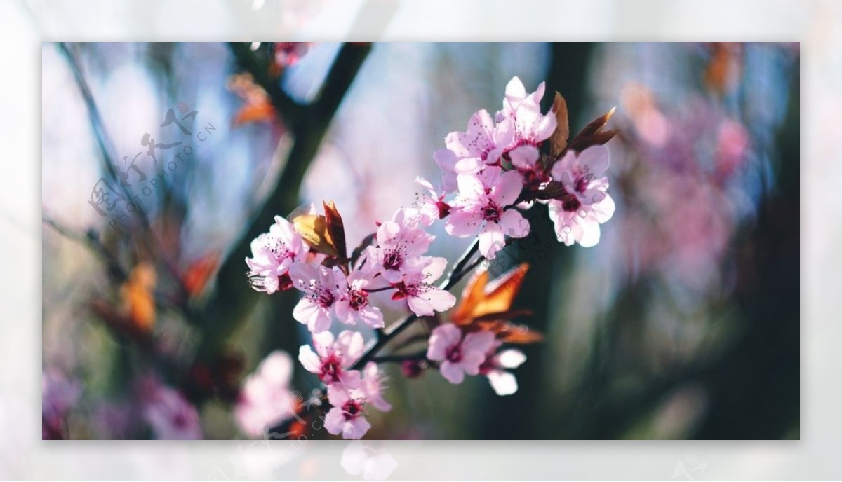 鲜花鲜花背景