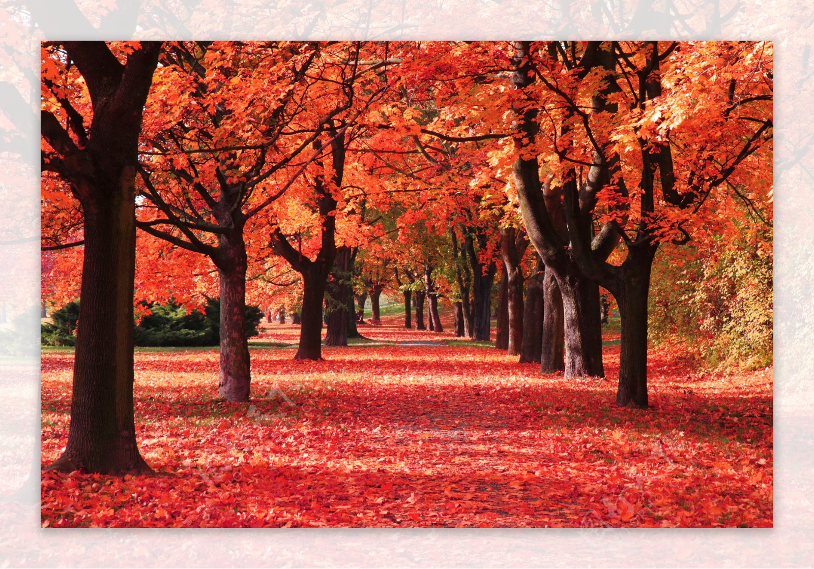 秋天唯美枫叶风景意境图片壁纸-壁纸图片大全