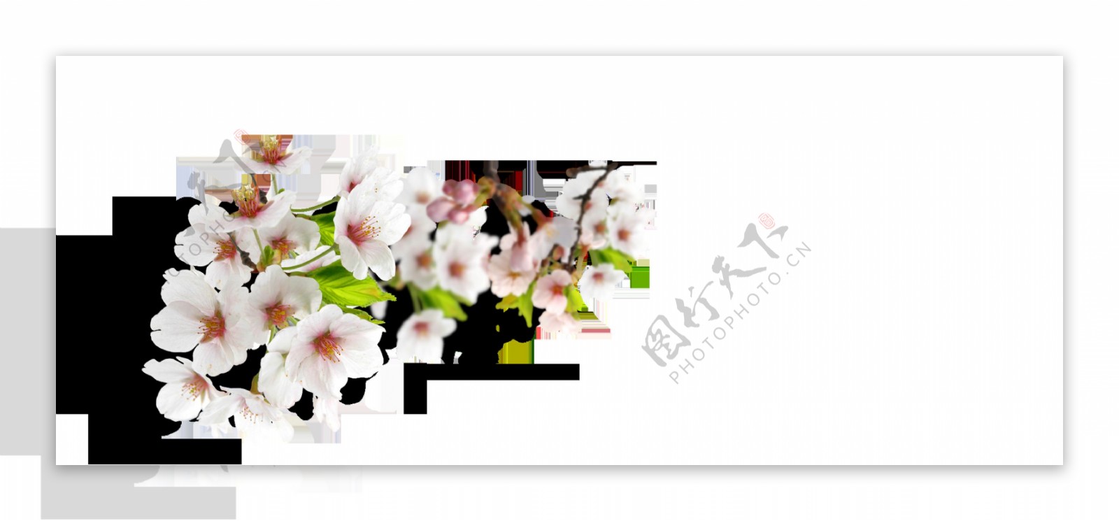 阴影白色花朵卡通透明素材