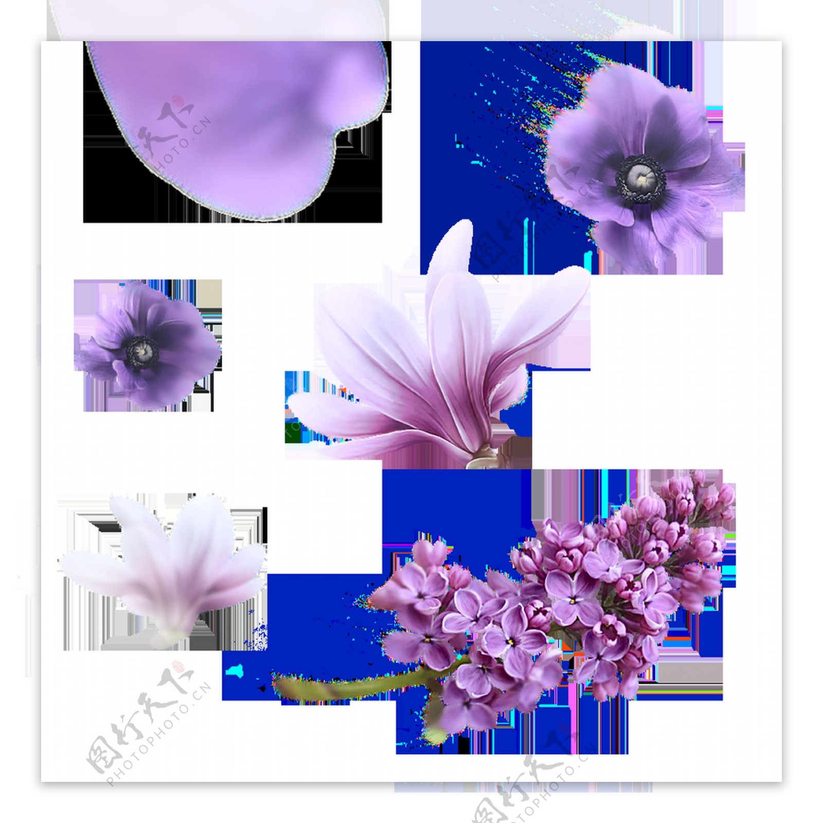 紫色元素花卉透明素材