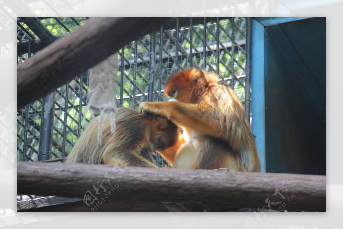 杭州动物园金丝猴