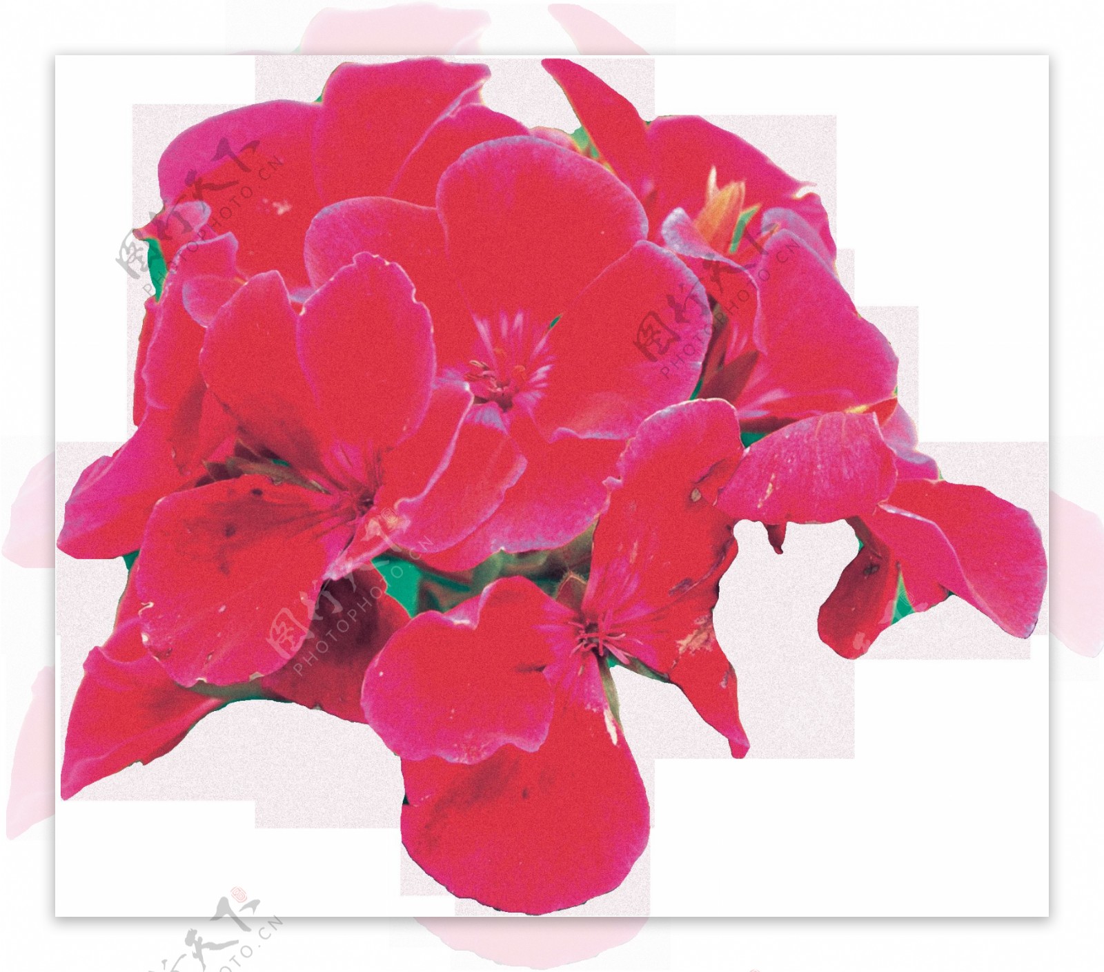 手绘花团锦束花朵png透明素材