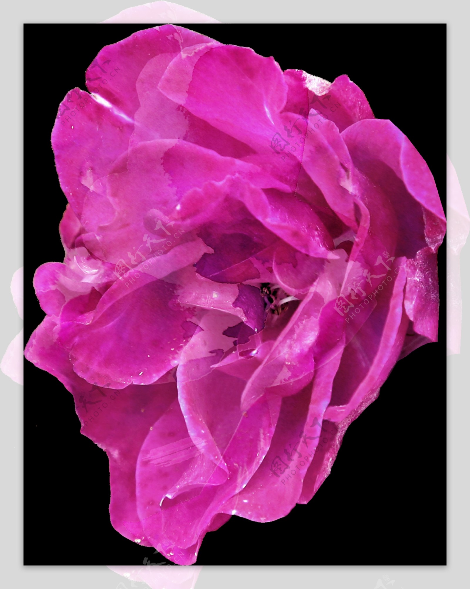 紫色优雅花卉透明装饰素材