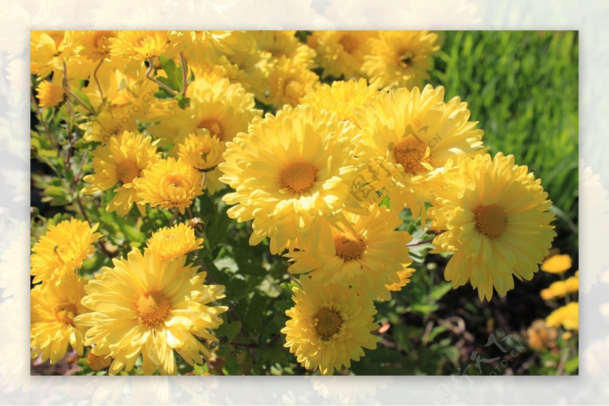 菊花特写黄色花卉