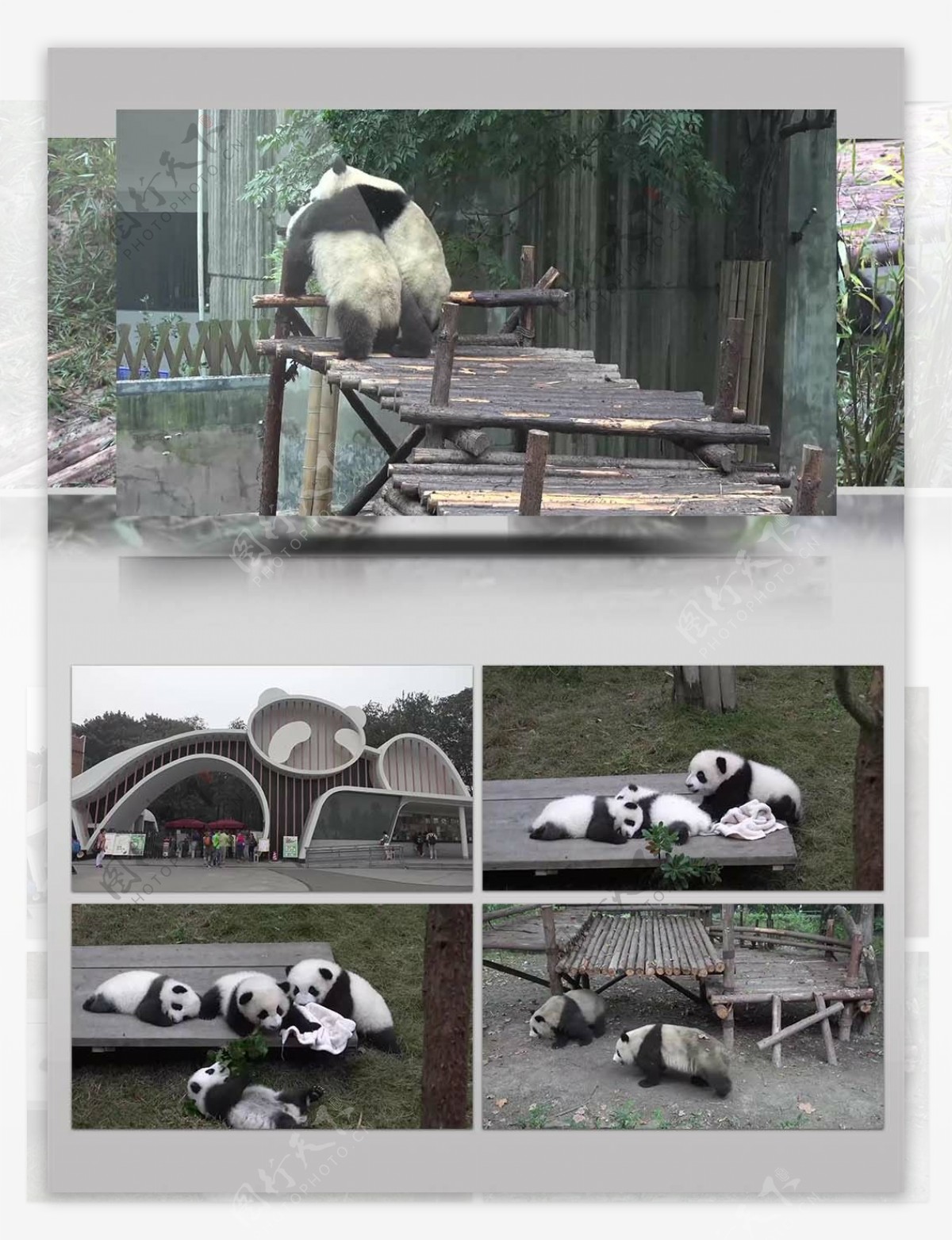 4K超清实拍成都熊猫繁育基地视频素材