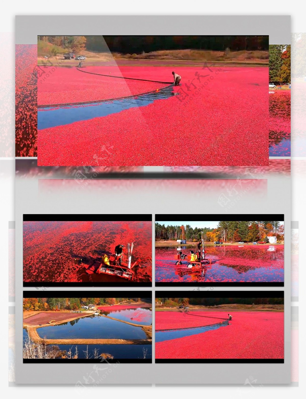 湖泊水污染红色植物视频素材