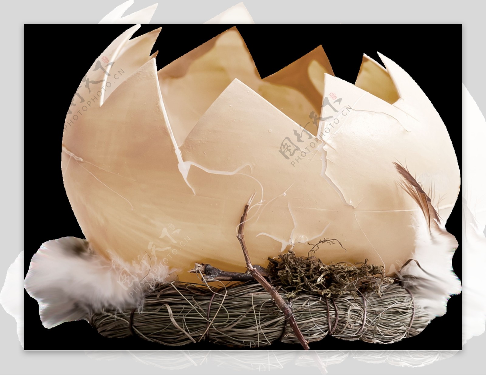 破壳的鸟蛋透明素材