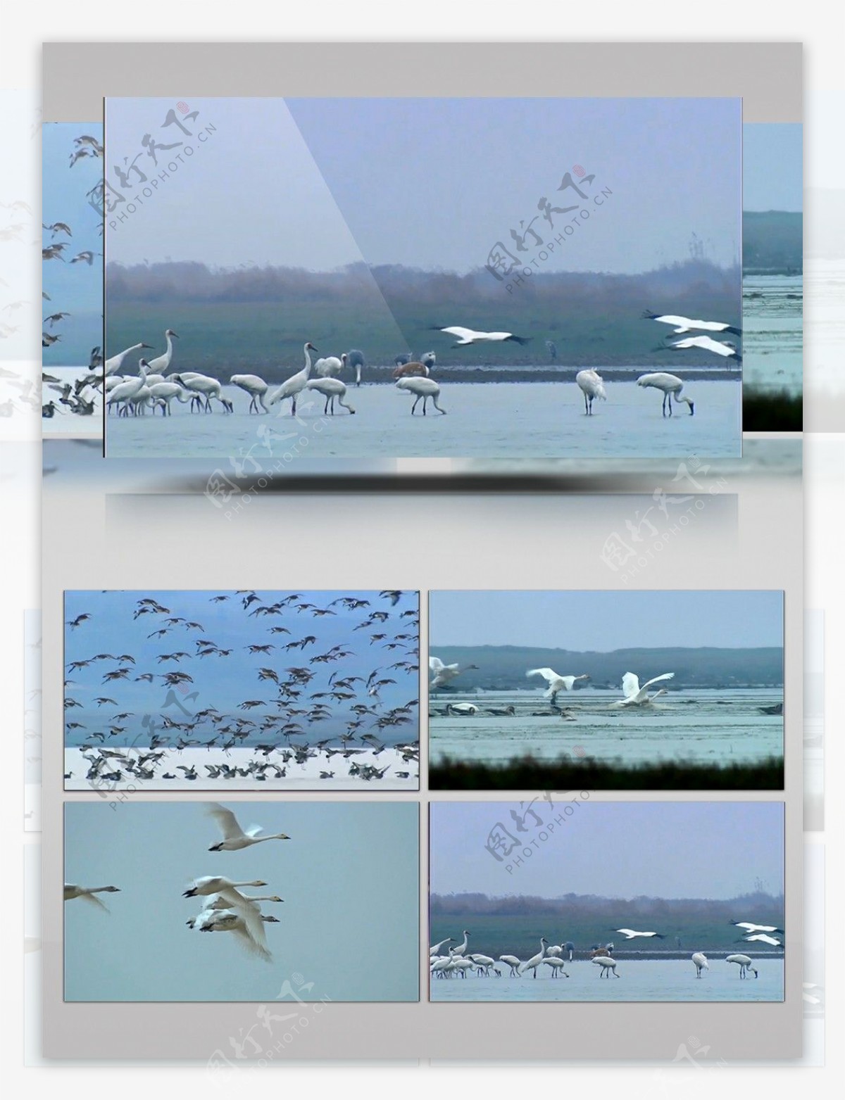 实拍海边鸟类迁徙视频素材