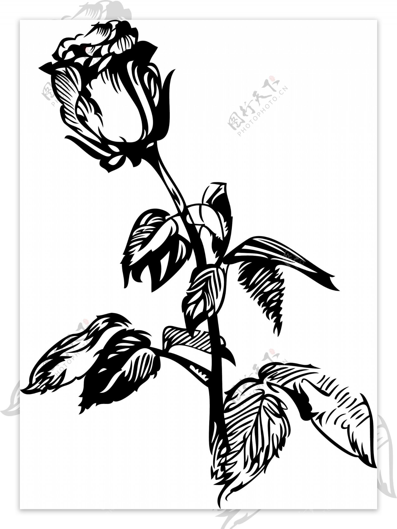 黑白手绘植物玫瑰花